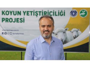 Bursa Büyükşehir Belediyesi yetiştiriciye 1750 koyun temin etti