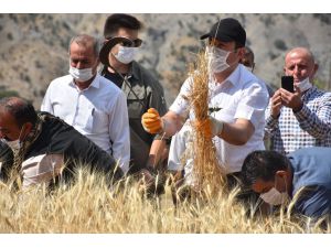 Şırnak'ta engebeli arazilerde orakla buğday hasadı başladı