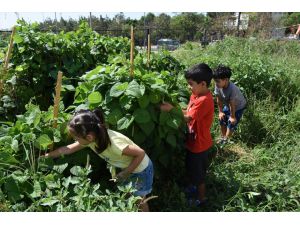 Mersin'de minik öğrenciler yetiştirdikleri ürünlerin hasadını yaptı
