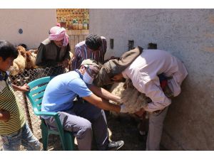 Barış Pınarı Bölgesindeki hayvanlar hastalıklara karşı aşılandı
