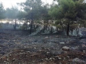 Kahramanmaraş'ta anız yakılması sonucu alevler ormana sıçradı