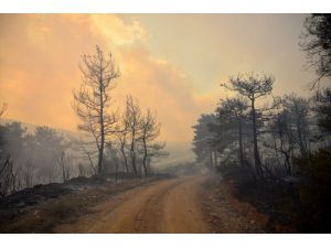 GÜNCELLEME 2 - Gelibolu Yarımadası'nda orman yangını çıktı