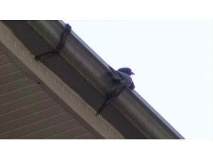 Afyonkarahisar'da çatıda mahsur kalan güvercini itfaiye ekibi kurtardı
