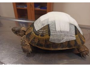 Şanlıurfa'da tedavisi tamamlanan kaplumbağa doğaya bırakıldı