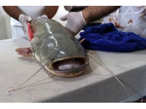Elazığ'dan Kızılırmak ve Yeşilırmak'a yayın balığı takviyesi