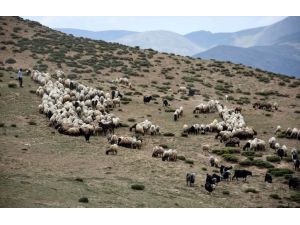 Muş'ta terörden temizlenen yaylalar koyun sürüleriyle doldu