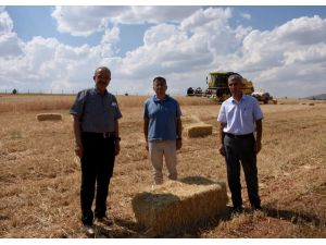 Kırşehir'de erken ilkbahar dönemi kuraklığı arpa ve buğday verimini olumsuz etkiledi