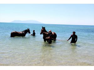 Şampiyon atlar Saros Körfezi'nde "form" tutuyor