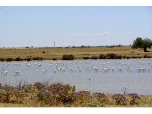 Edirne'nin lagün göllerindeki flamingolar ilgi görüyor