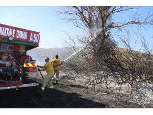 Ezine'de çıkan yangında 10 hektar tarım arazisi zarar gördü