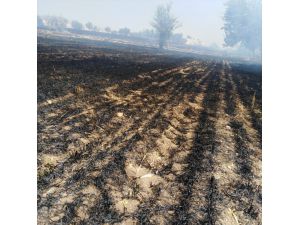 Elektrik akımına kapılan karganın yol açtığı yangında 70 dönüm arazi yandı