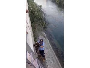 Mersin'de sulama kanalı kenarında mahsur kalan köpek kurtarıldı