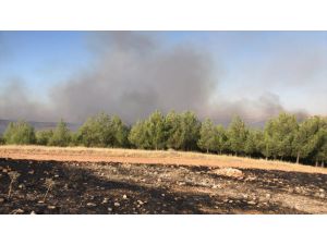 GÜNCELLEME - Şanlıurfa'da orman yangını