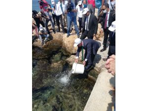 Antalya'da 15 bin levrek yavrusu denize bırakıldı