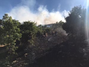Malatya'da orman yangını