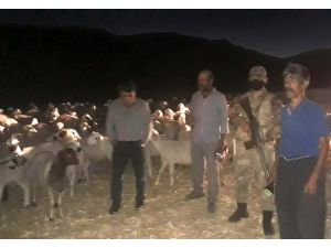 Elazığ'da kaybolan kurbanlık 300 küçükbaş hayvan drone ile bulundu