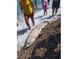 Konyaaltı Sahili açıklarında ölü köpek balığı bulundu