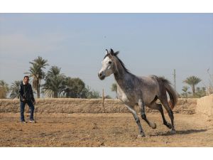 Mısır'da safkan Arap atlarının eğitildiği merkez: "Dimu Köyü"