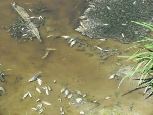 Kırklareli'nde derede balık ölümleri araştırılıyor