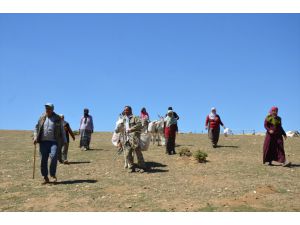 Muş'ta "berivanlar" süt sağmak için her gün kilometrelerce yürüyor
