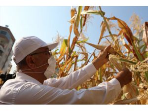 Mersin'de boş arsalara ekilen mısırların hasadına başlandı