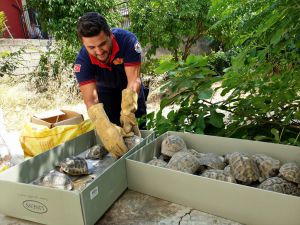 Osmaniye'de evin bahçesindeki 50 kaplumbağa doğaya bırakıldı