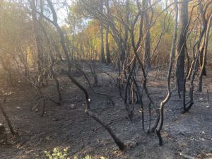 GÜNCELLEME - Korudağı'ndaki orman yangını söndürüldü