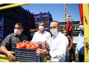 AK Parti Grup Başkanvekili Turan, domates hasat şenliğine katıldı: