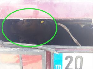 Denizli'de çaldıkları ineği otomobil bagajında kaçıran 4 kişi yakalandı
