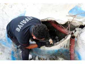Kırklareli'nde süs havuzunda mahsur kalan yavru kediyi itfaiye kurtardı