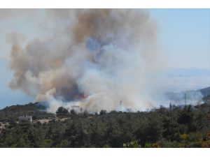 Çanakkale'de zeytinlik yangını