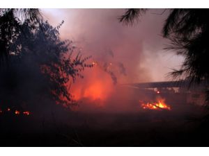 GÜNCELLEME - Mersin'de araştırma enstitüsündeki yangın söndürüldü