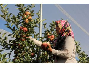 Mersin'de erkenci yaz elması kalitesi ve fiyatıyla üreticisini sevindiriyor