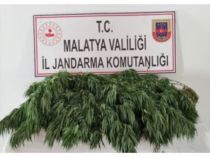 Malatya'da Hint keneviri eken şüpheli, foto kapanla tespit edilerek yakalandı