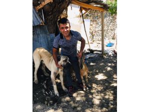 Erzincan'da kurdun saldırdığı yaban keçisini kangal köpeği kurtardı