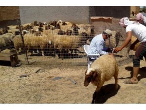 Tel Abyad'da son 1,5 ayda yaklaşık 120 bin hayvana aşı yapıldı