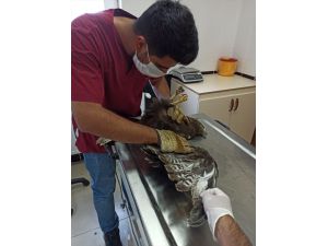 Ardahan'da yaralı bulunan şahin tedavi altına alındı