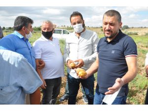 Nevşehir'de "patates hasadı tarla günü" etkinliği düzenlendi