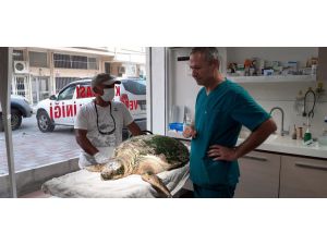 İzmir'de yaralı bulunan caretta caretta tedavi altına alındı