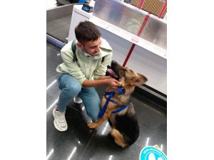 Kayseri'de şiddete maruz kalan köpek, İtalya'da yeni sahibine kavuştu