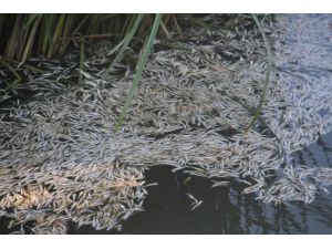 Beyşehir Gölü'ne dökülen çaydaki balıkların toplu ölüm nedeni oksijen yetersizliği