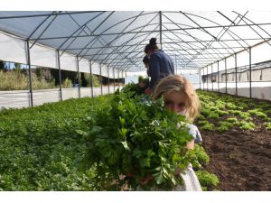Erzurum'da devlet desteğiyle artan sebze üretimi Doğu'daki sofralara lezzet katıyor