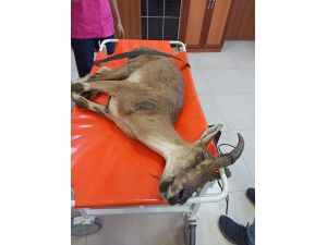 Erzurum'da yaralı bulunan yaban keçisi Kars'ta tedavi altına alındı