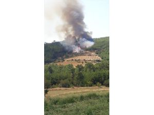 Aydın'da orman yangınına müdahale ediliyor