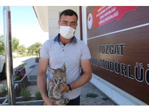 Yozgat'ta ormanlık alanda yaralı vaşak yavrusu bulundu
