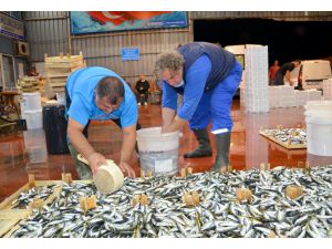 Kocaeli'de av sezonunun ilk gününde yakalanan 3 ton balık kısa sürede satıldı