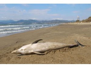 İzmir'de ölü yunus sahile vurdu