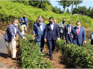 Tarım ve Orman Bakanı Pakdemirli, Ulusal Çay Konseyi Toplantısında konuştu: