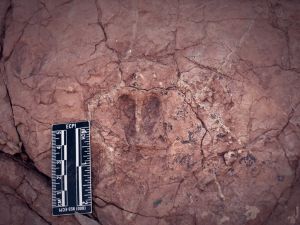 Sivas'ta hayvan ayak izi fosilleri bulundu