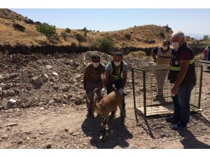 Tunceli'de yaralı yaban keçisi tedavi edilip doğaya bırakıldı